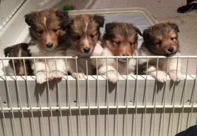 Sheltie Puppies bred by Wintercreek Shelties